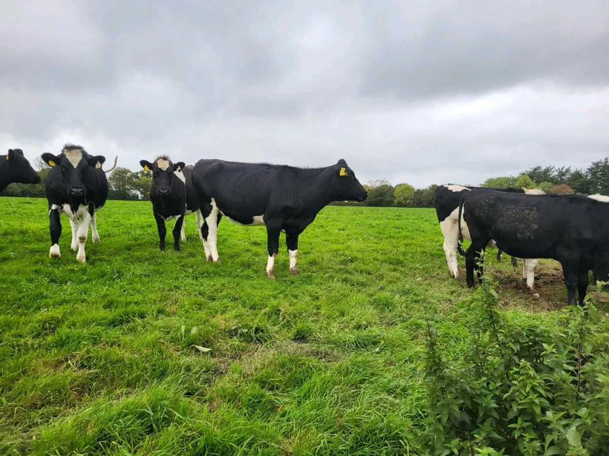 In Calf Heifers - Image 1