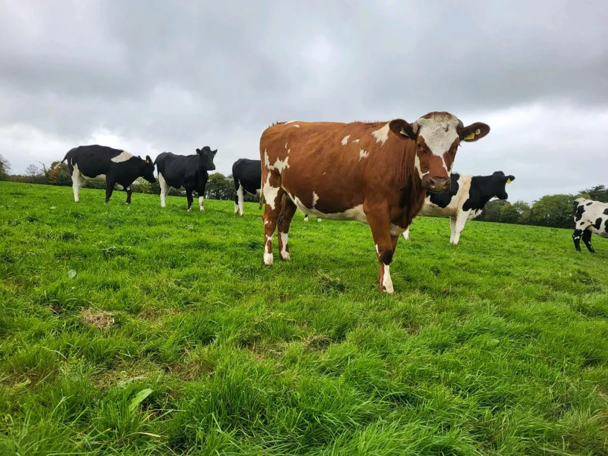 In Calf Heifers - Image 2
