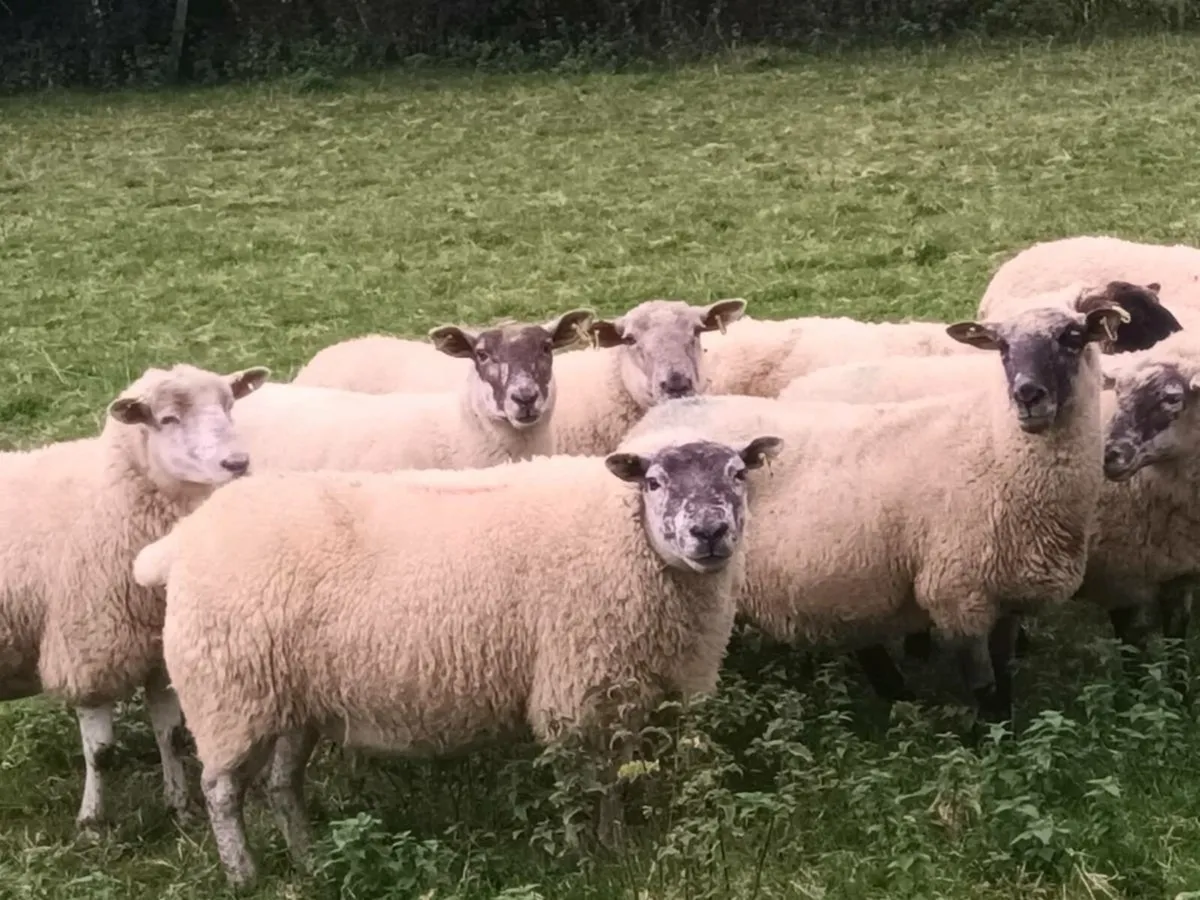 10 BREEDING EWES FOR SALE - Image 1