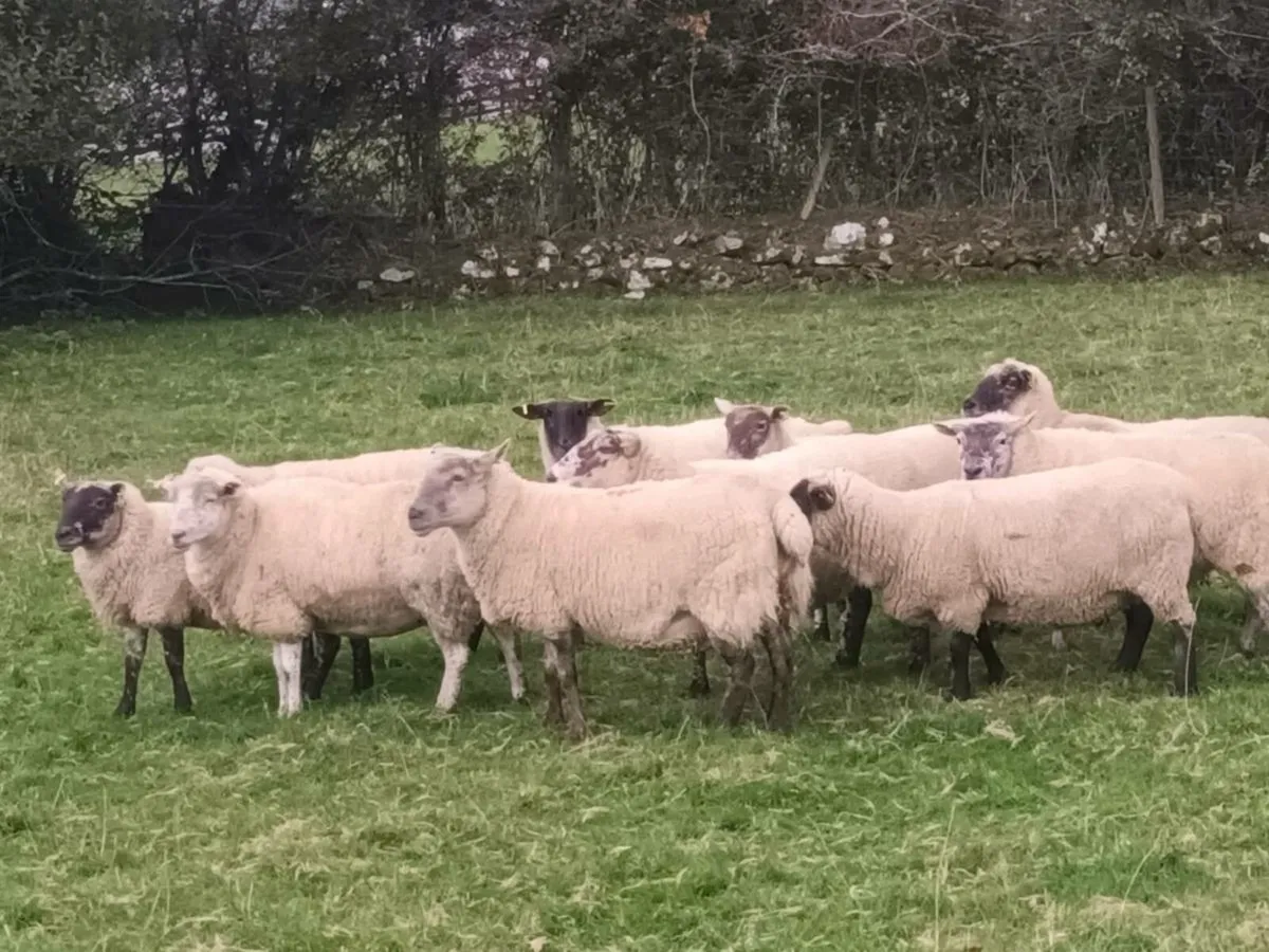 10 BREEDING EWES FOR SALE - Image 2