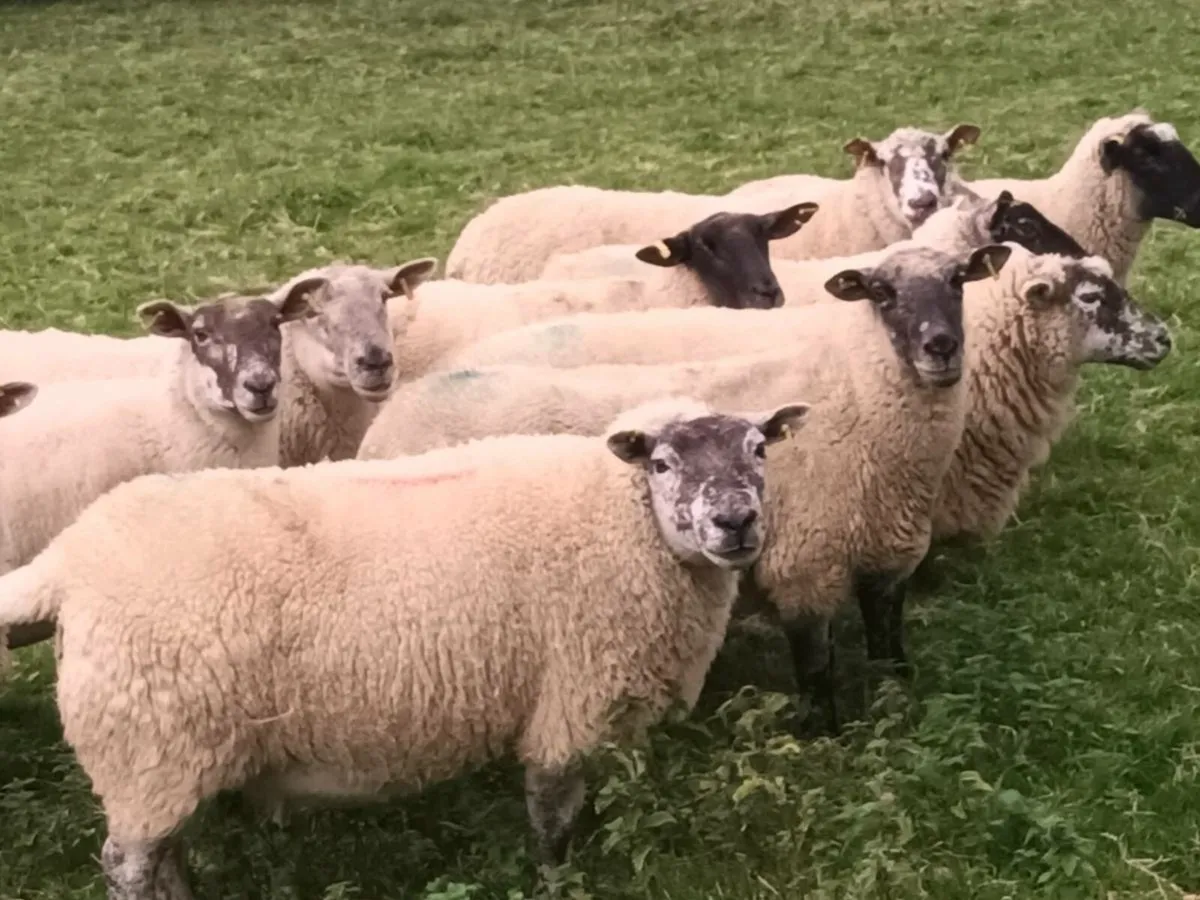 10 BREEDING EWES FOR SALE - Image 3