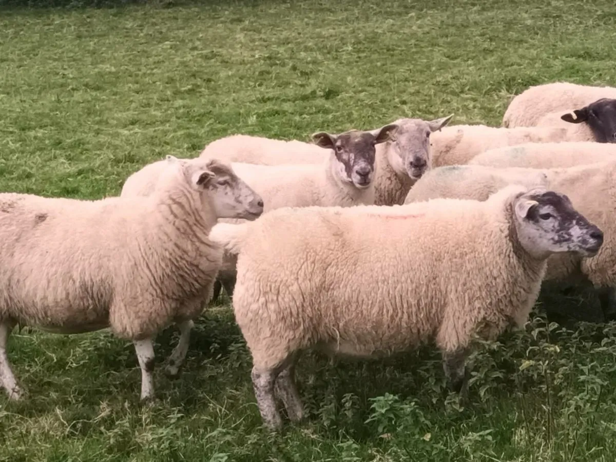 10 BREEDING EWES FOR SALE - Image 4
