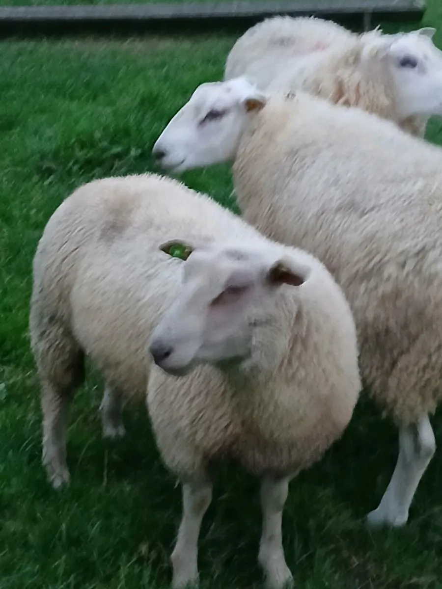 SIS Charollais and Belclare Rams - Image 1