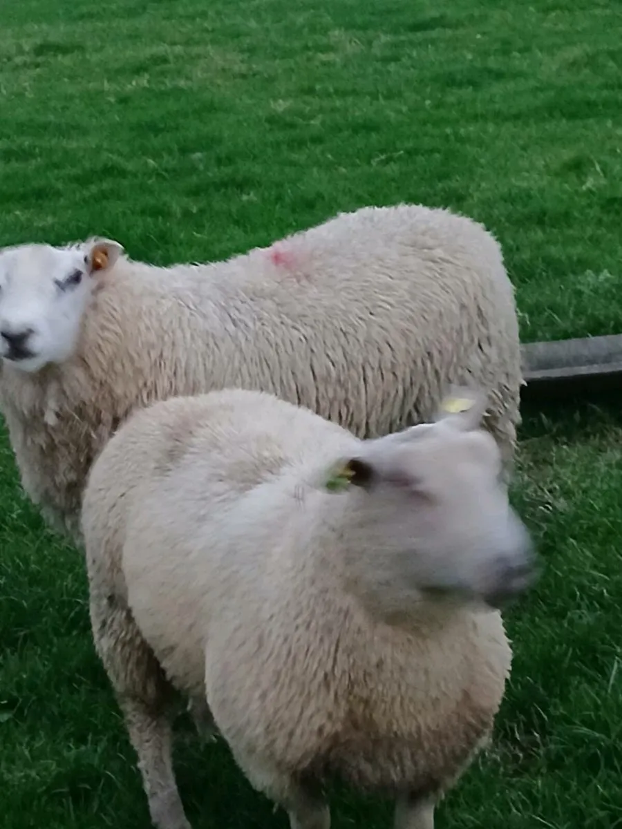 SIS Charollais and Belclare Rams - Image 2