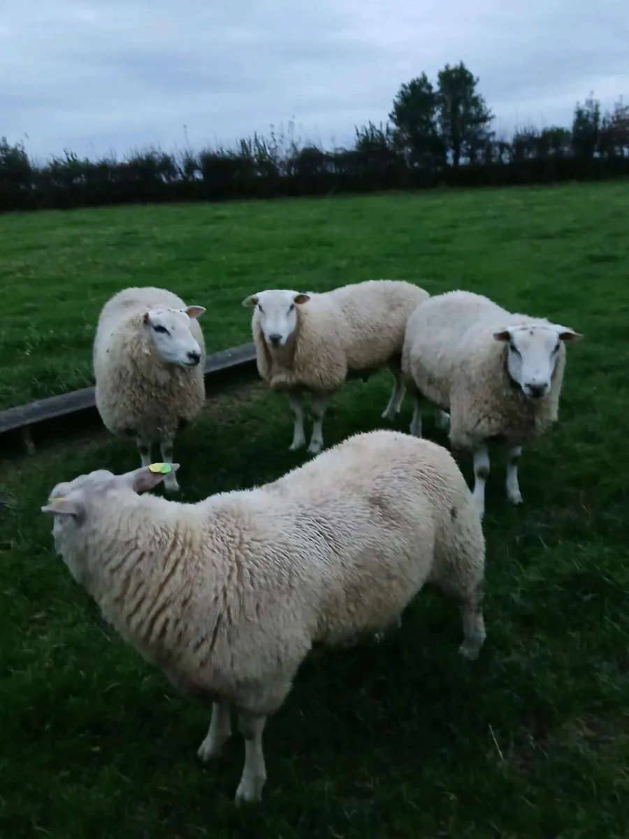 SIS Charollais and Belclare Rams - Image 3