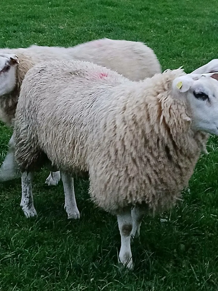 SIS Charollais and Belclare Rams - Image 4