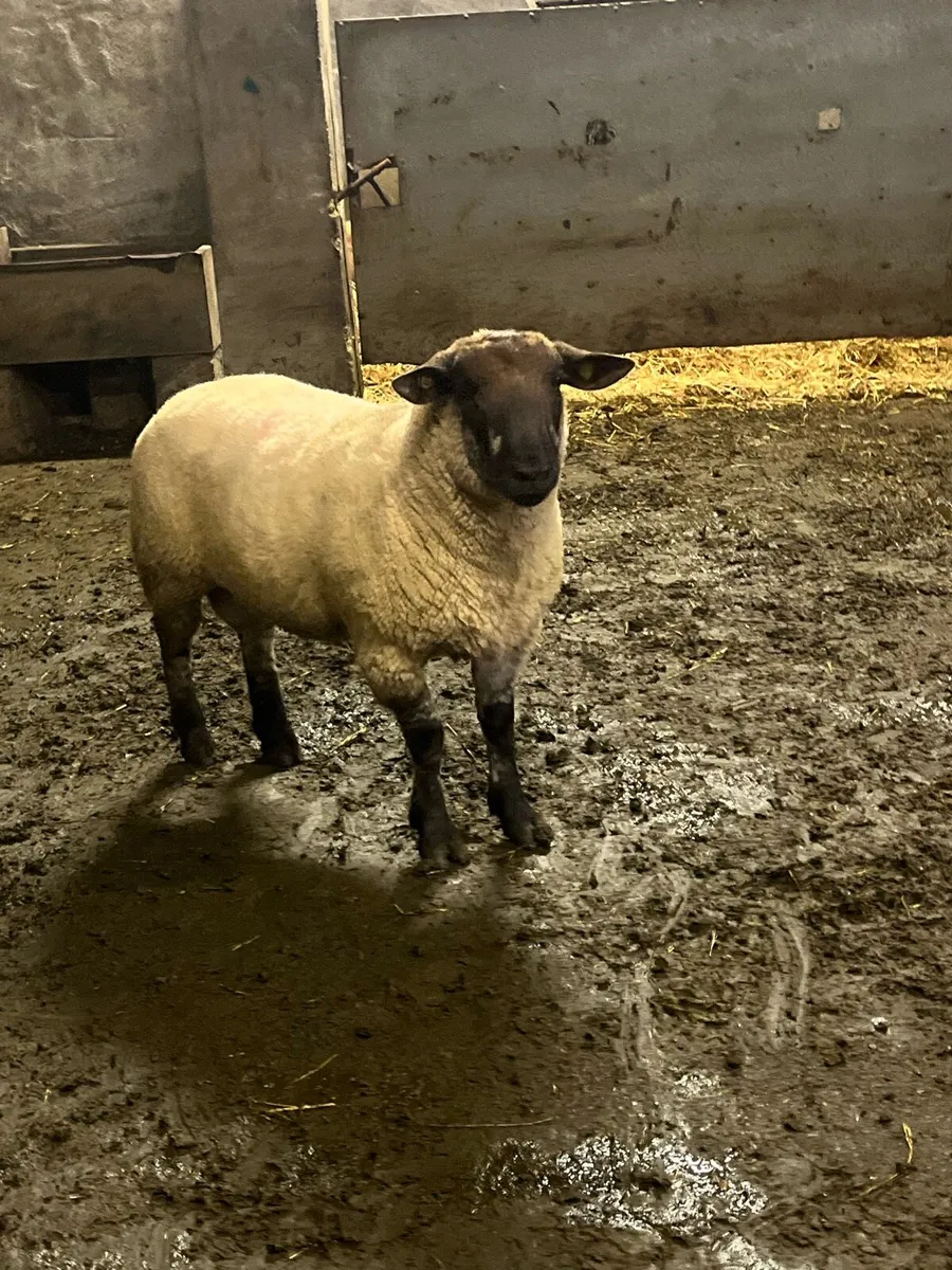 ⚡️Serious suftex ram ⚡️ - Image 2