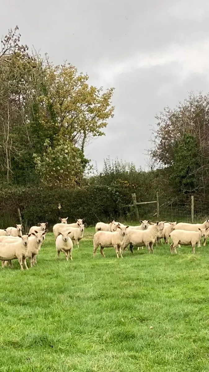 Sheep - Image 1