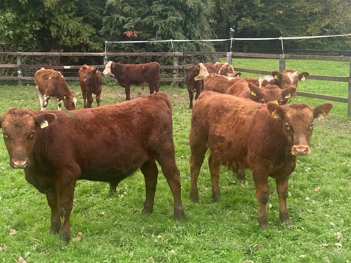 12 Angus/Whitehead Bullocks 270kg@ Lissava - Image 1