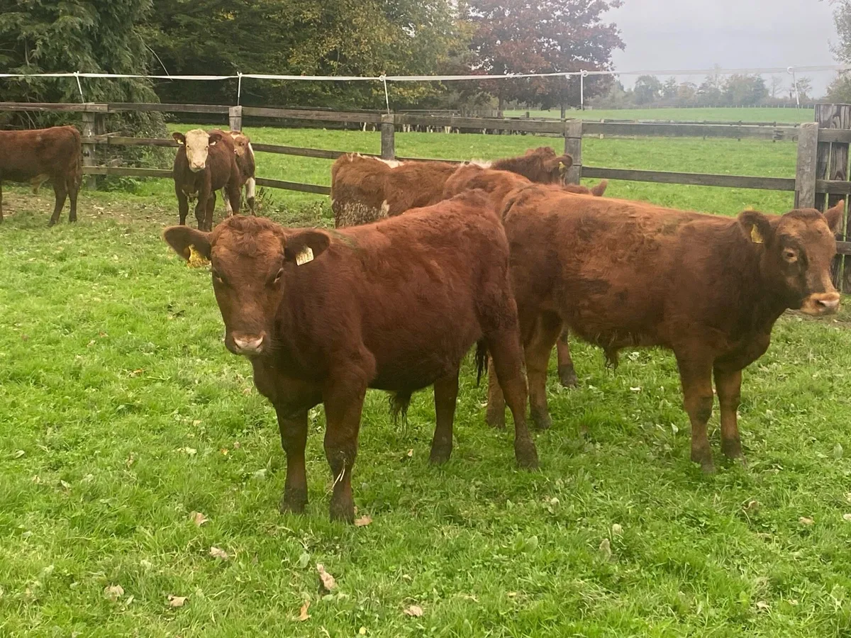12 Angus/Whitehead Bullocks 270kg@ Lissava - Image 2