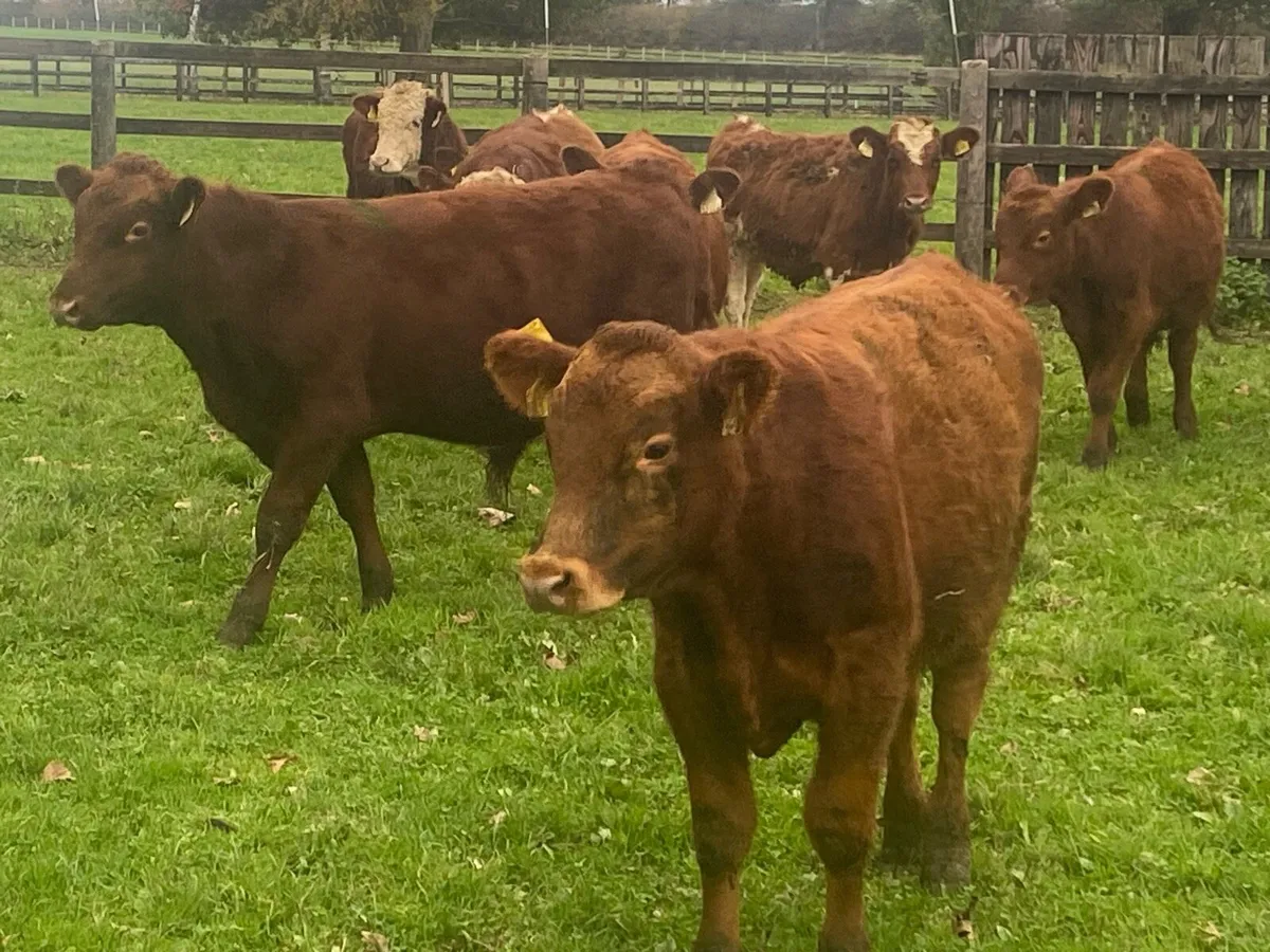 12 Angus/Whitehead Bullocks 270kg@ Lissava - Image 3