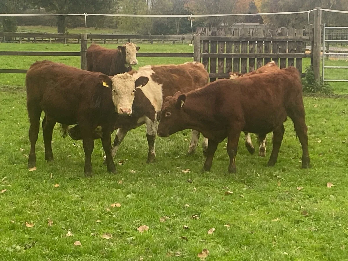 12 Angus/Whitehead Bullocks 270kg@ Lissava - Image 4