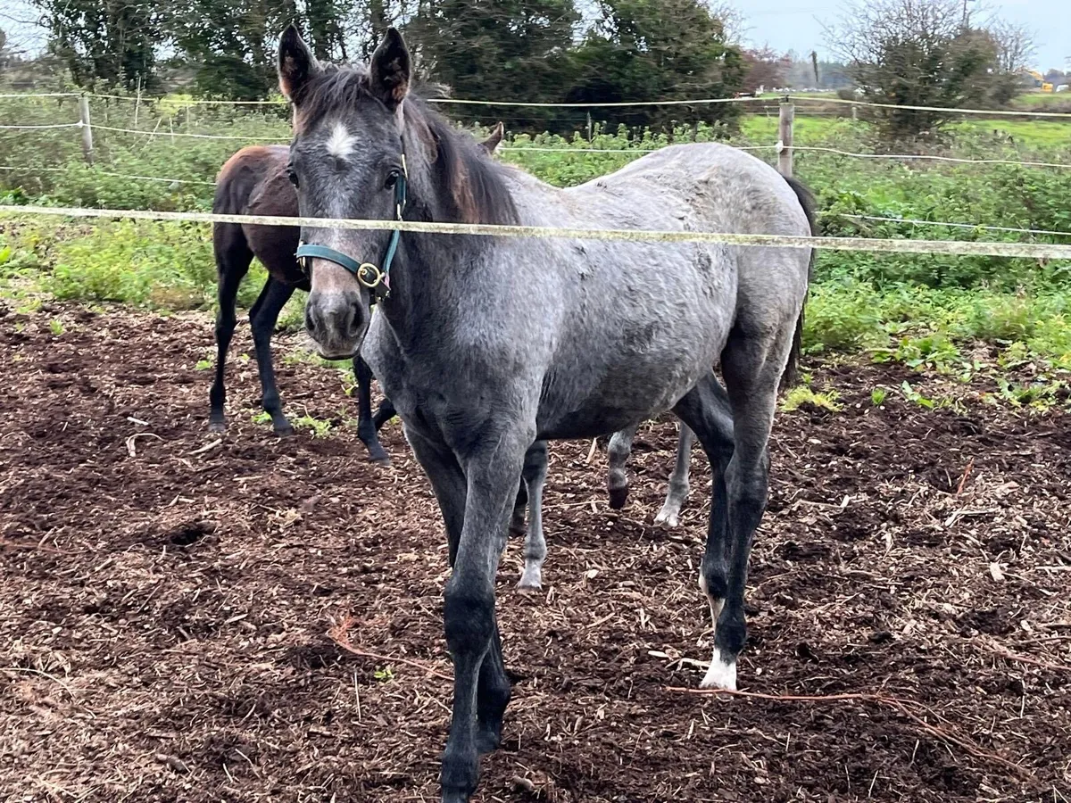 Colt foal for sale - Image 1
