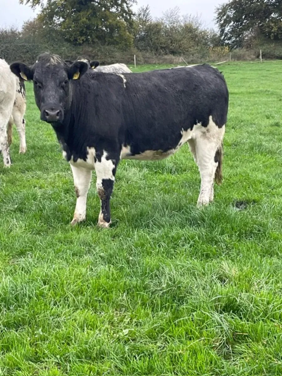 Belgian blue heifers - Image 1
