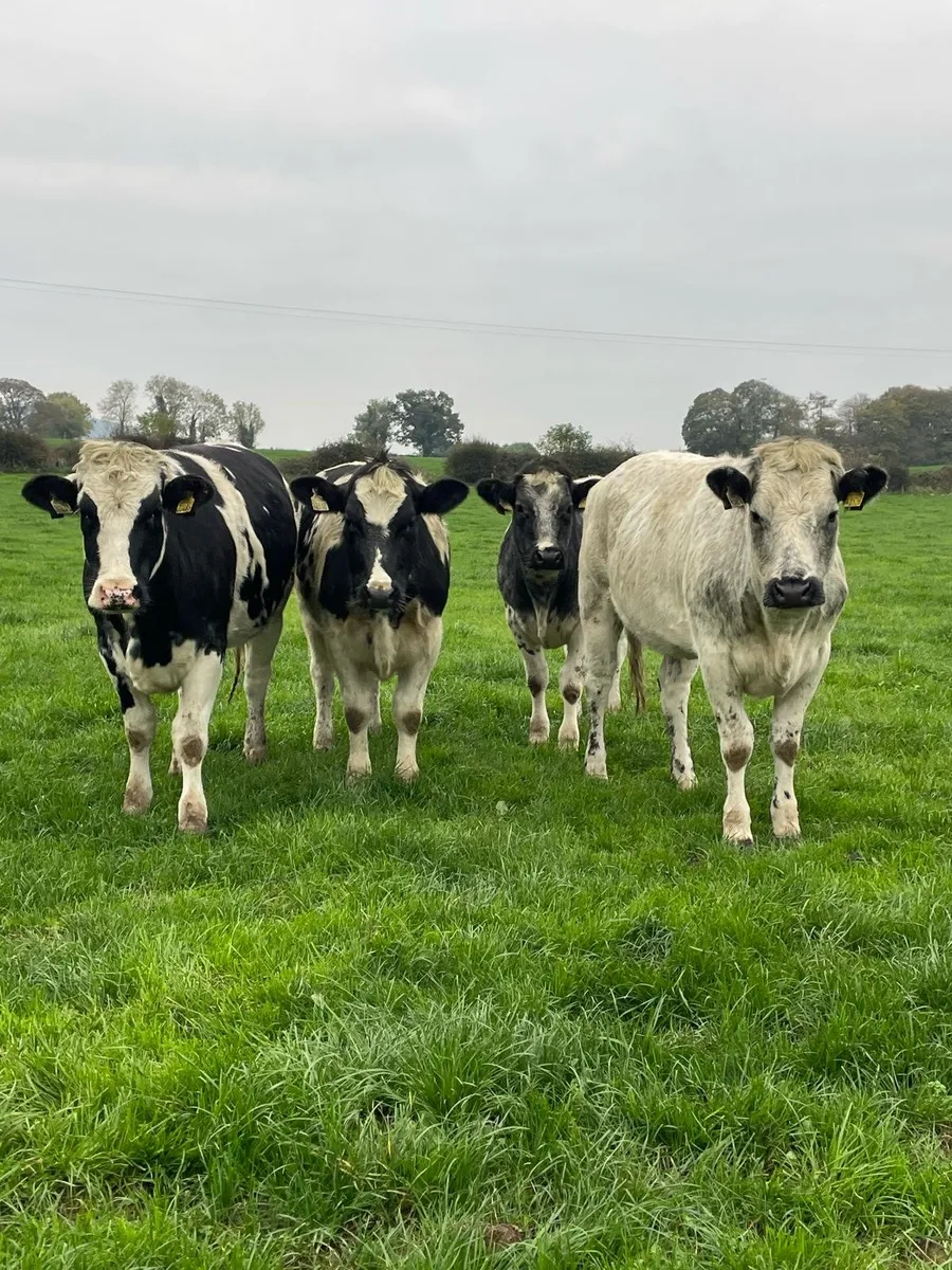 Belgian blue heifers - Image 2
