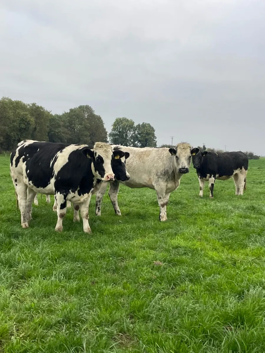 Belgian blue heifers - Image 3