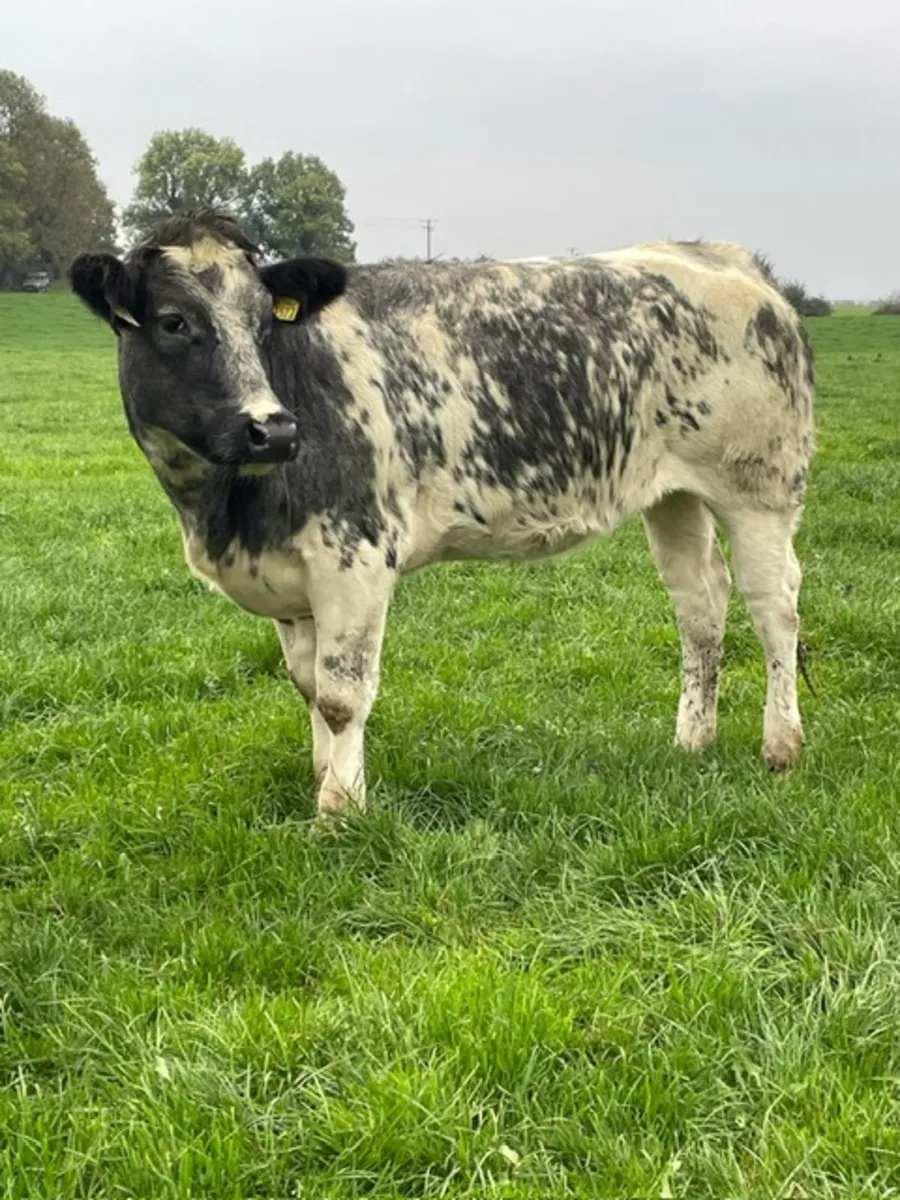 Belgian blue heifers - Image 4