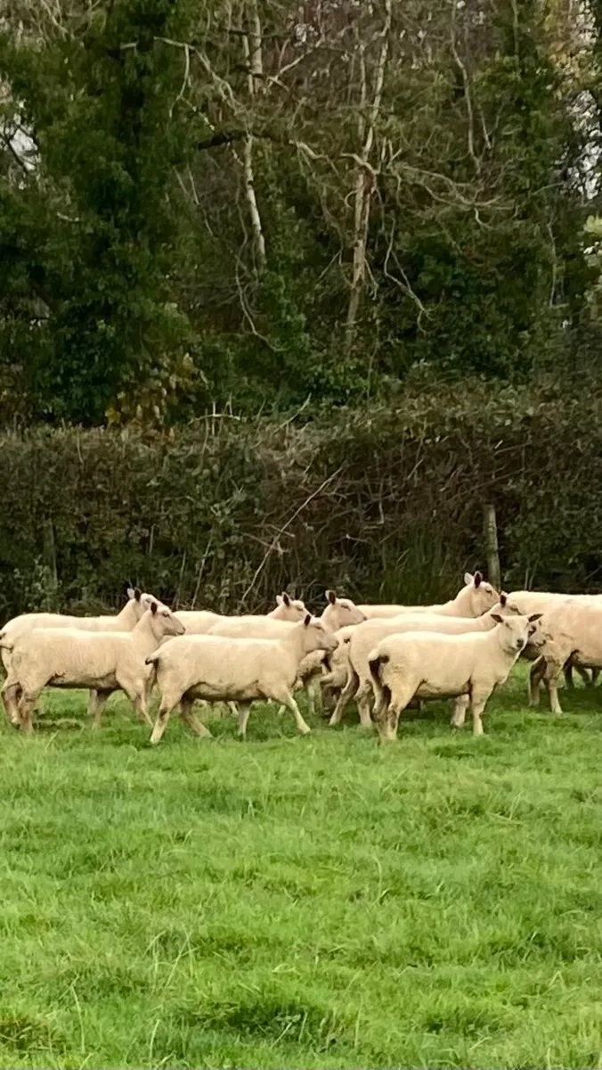 Sheep - Image 2