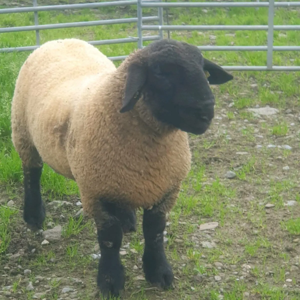 Suffolk Ram lamb PB - Image 1