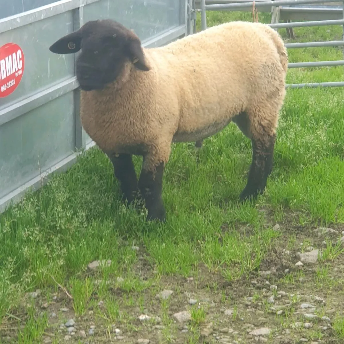 Suffolk Ram lamb PB - Image 2