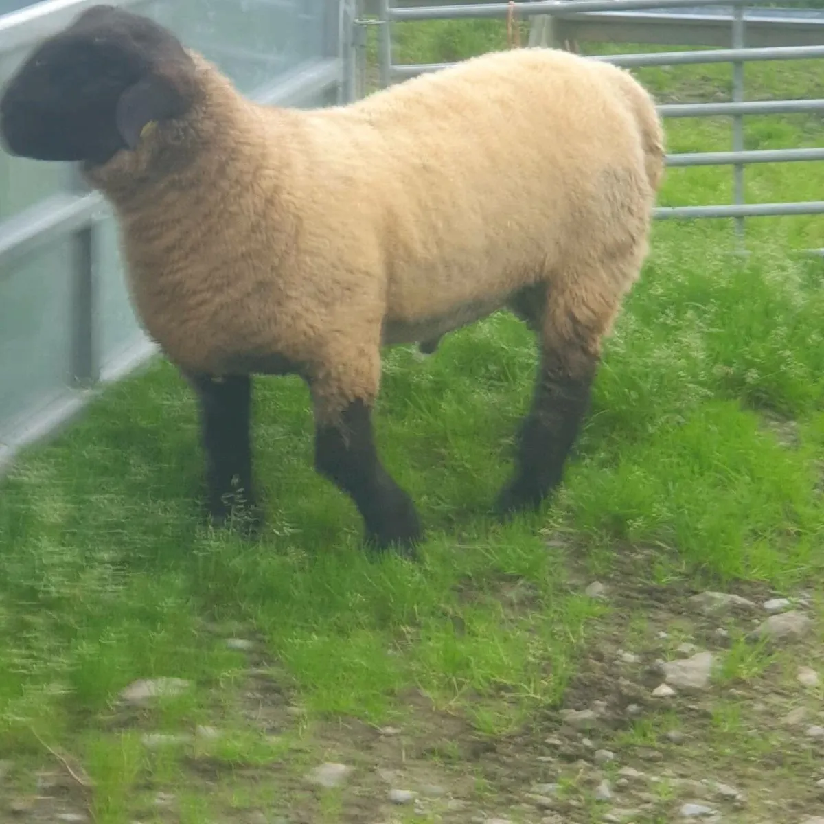 Suffolk Ram lamb PB - Image 3