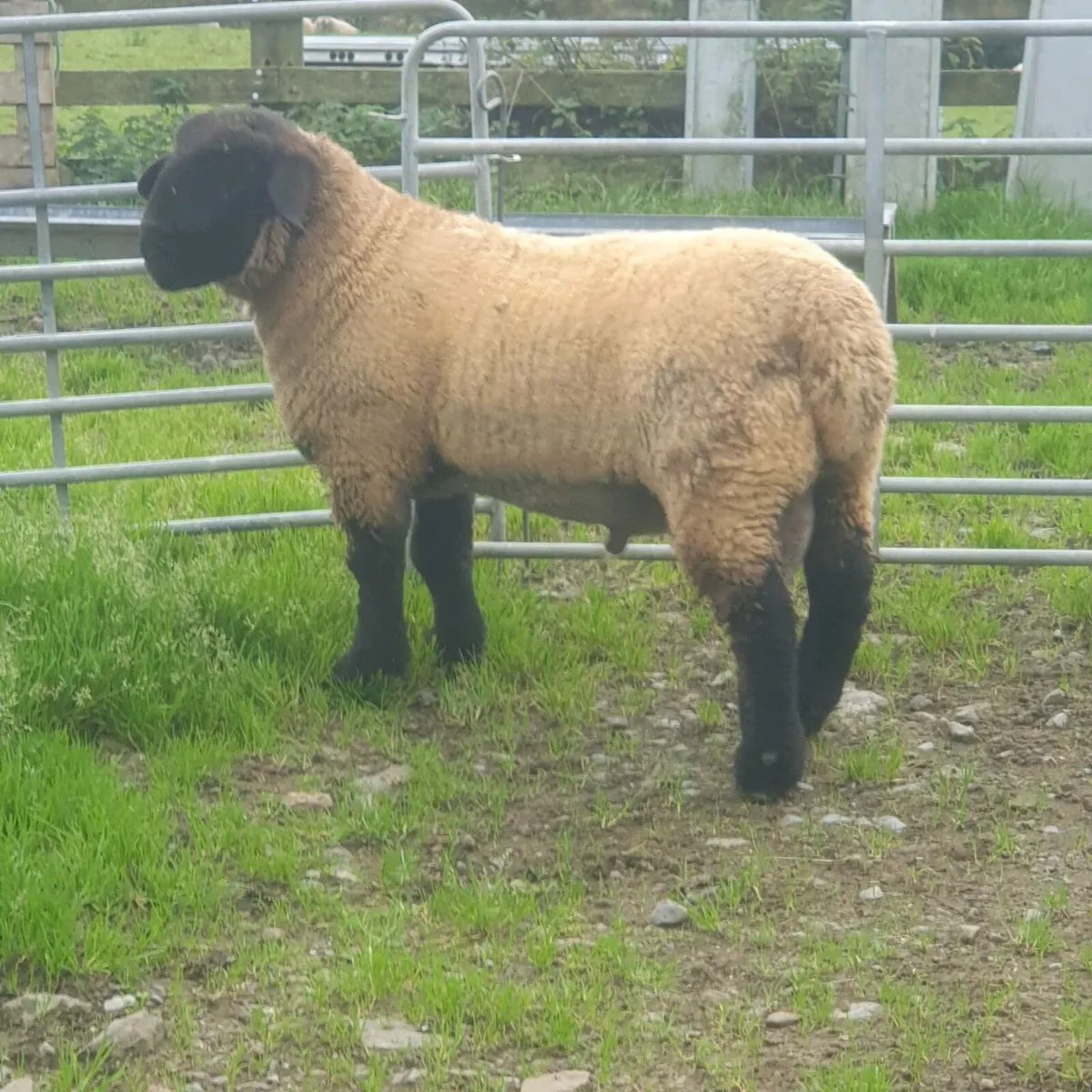 Suffolk Ram lamb PB - Image 4
