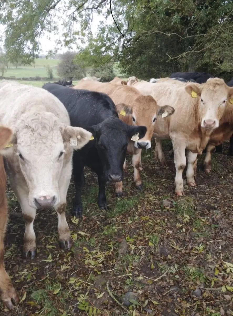 Smashing Store Heifers - Image 1