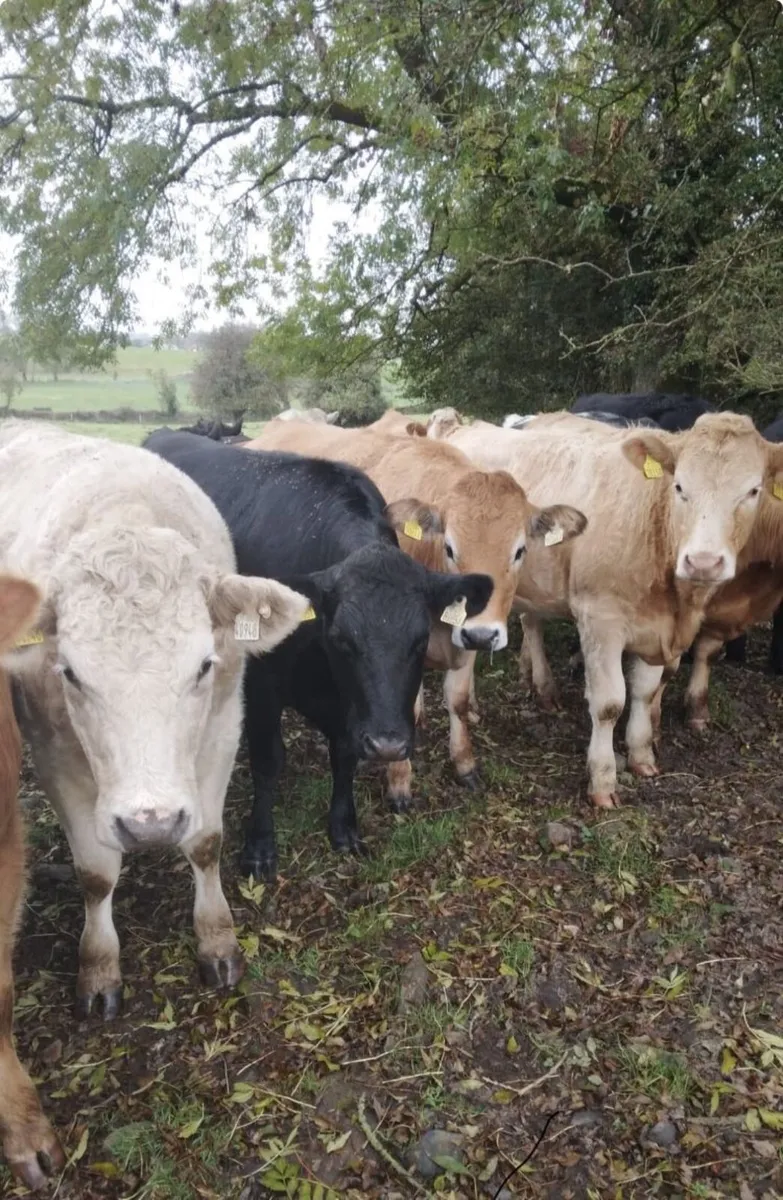 Smashing Store Heifers - Image 2