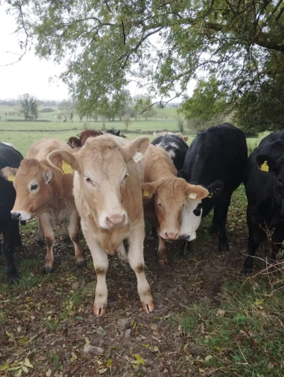 Smashing Store Heifers - Image 3