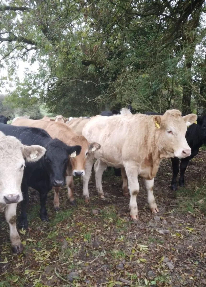 Smashing Store Heifers - Image 4