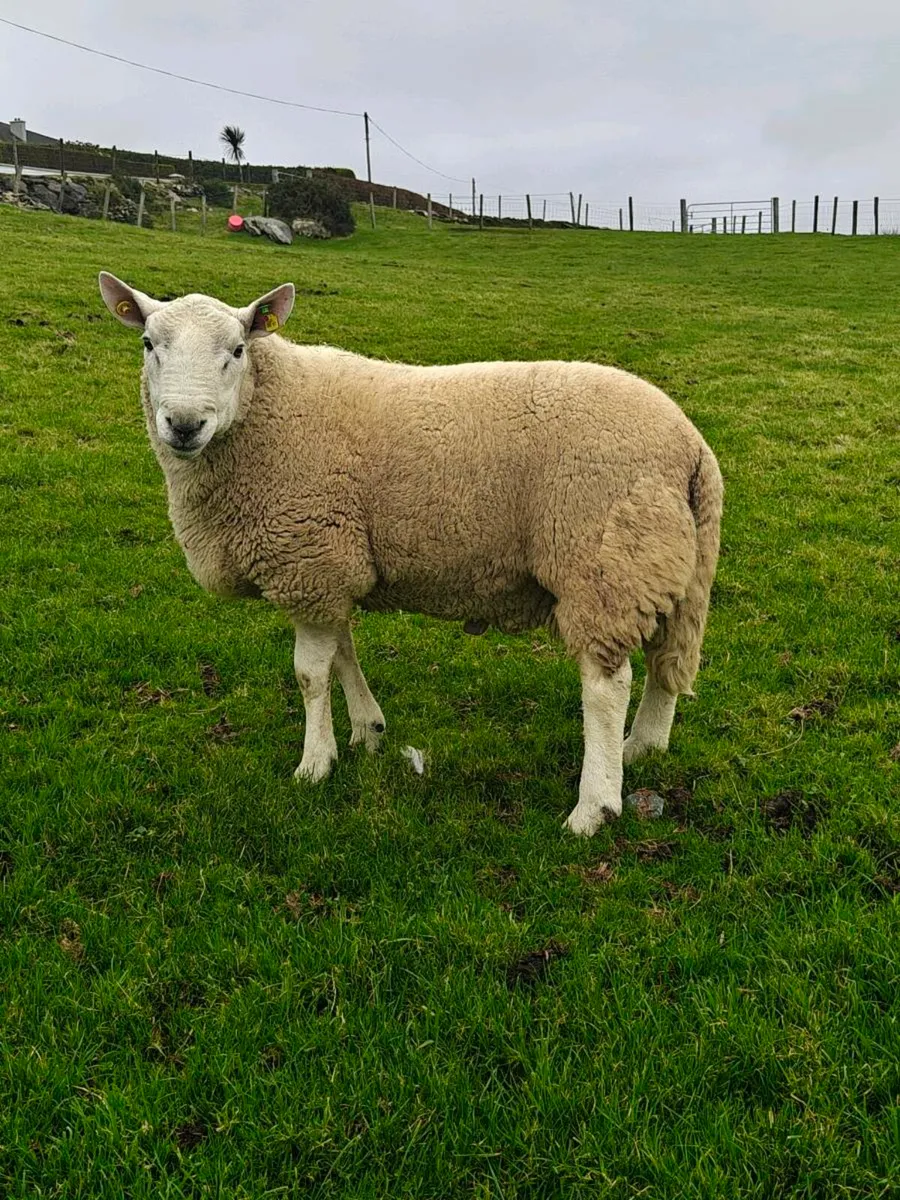 Cheviot Ram - Image 1