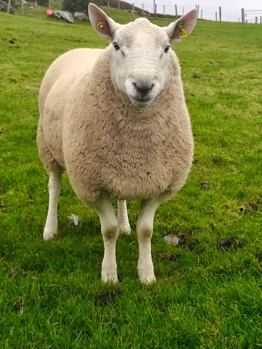 Cheviot Ram - Image 2