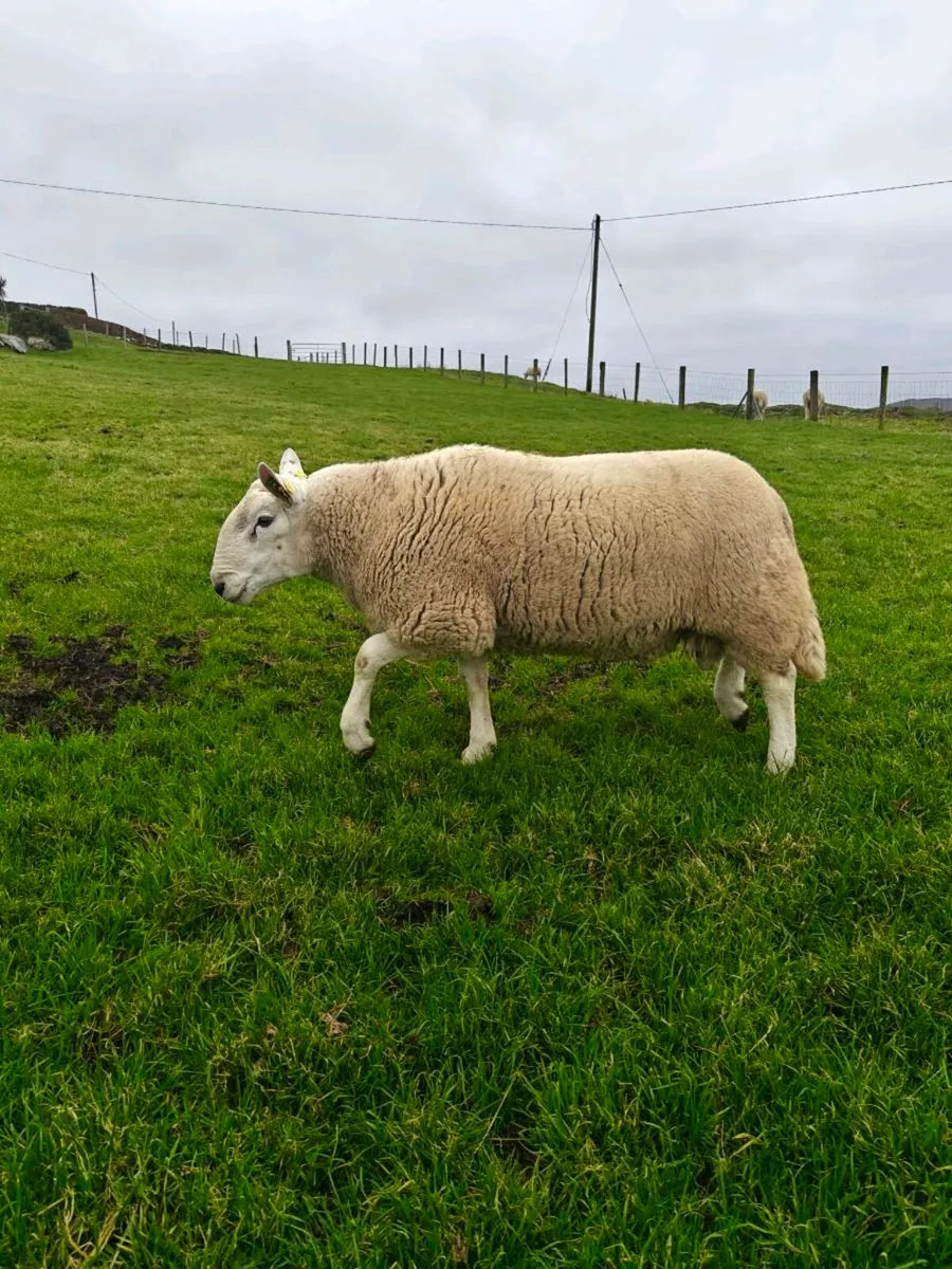 Cheviot Ram - Image 3