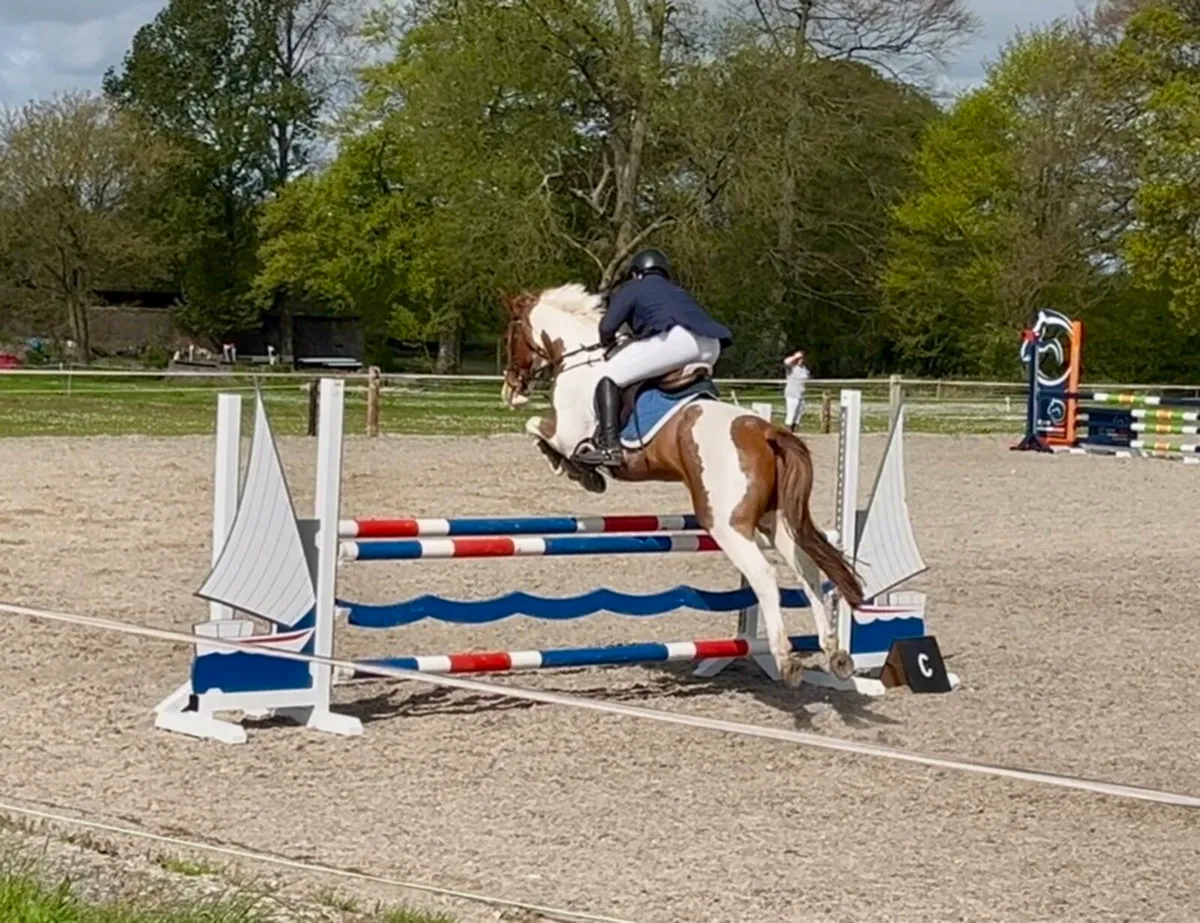 Attractive 148 8yo gelding - Image 2