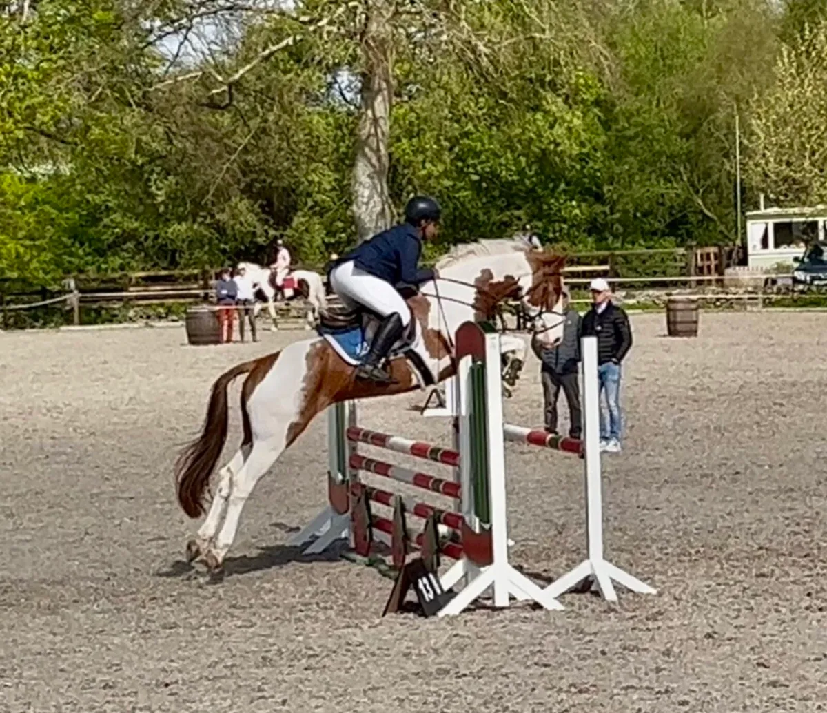 Attractive 148 8yo gelding - Image 3