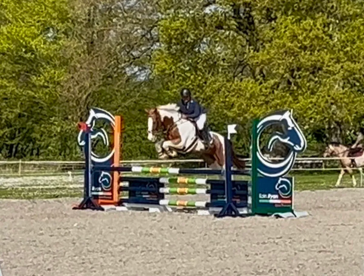 Attractive 148 8yo gelding - Image 4