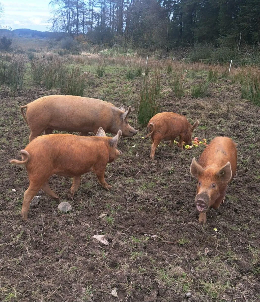 Organic Pigs - Image 1