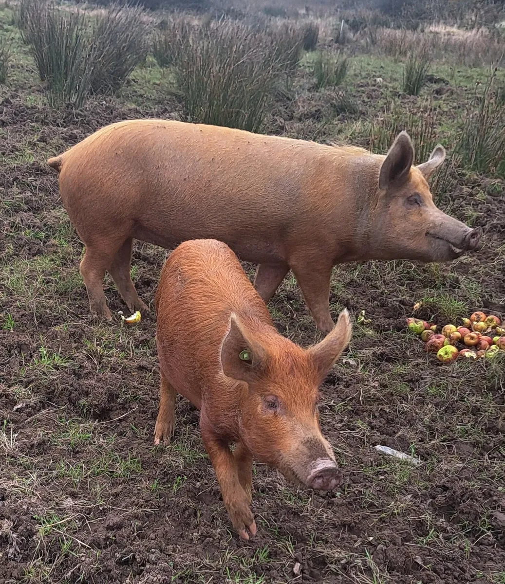 Organic Pigs - Image 2