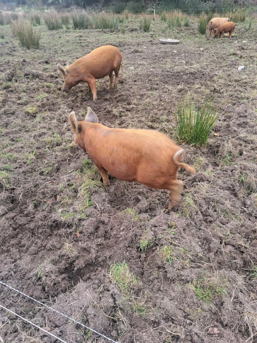 Organic Pigs - Image 3