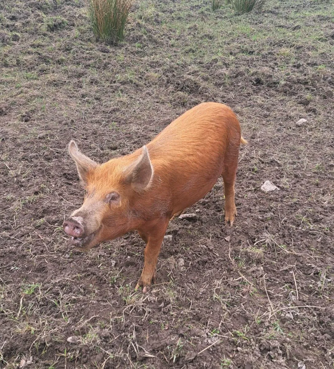 Organic Pigs - Image 4