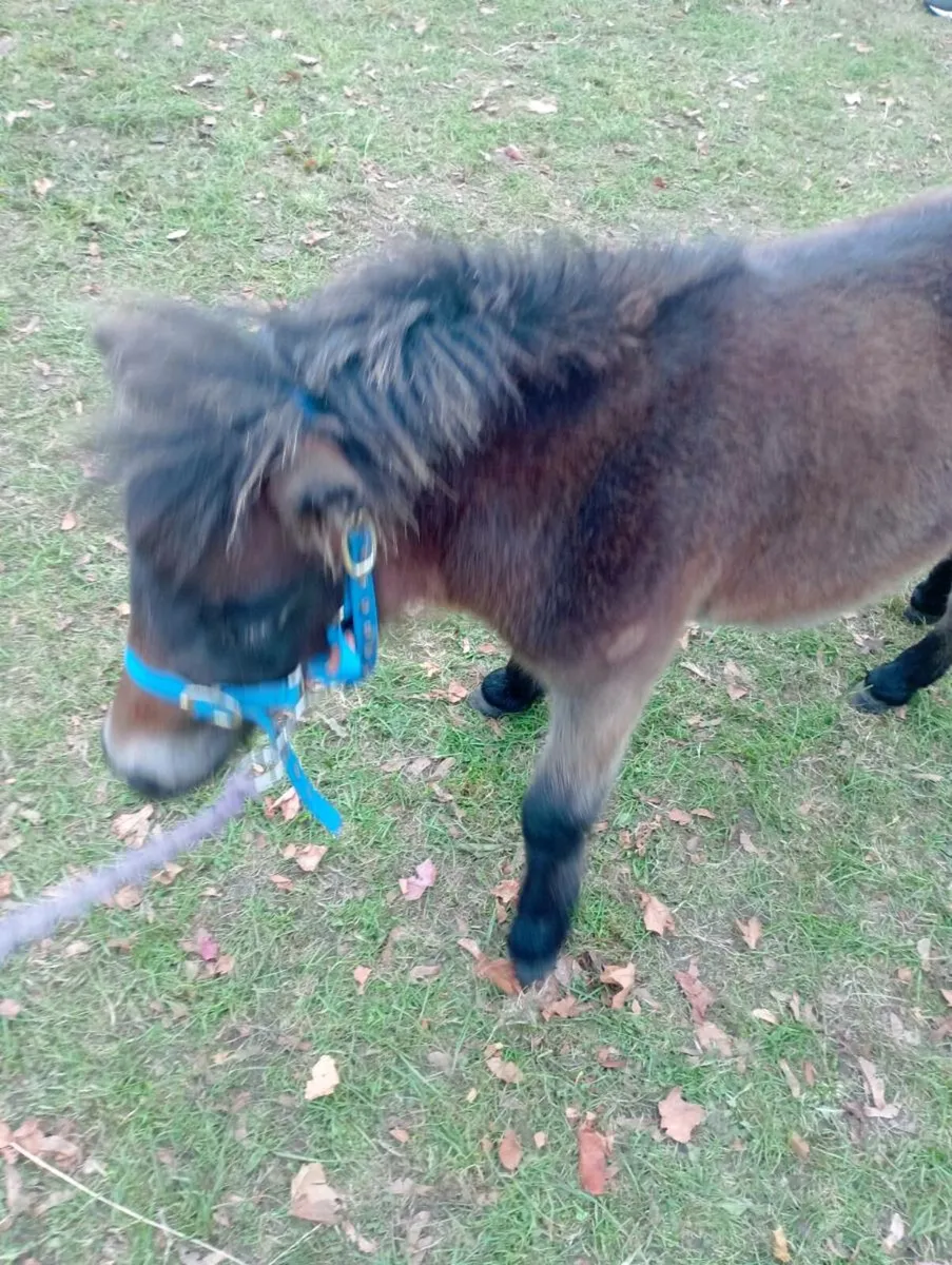 Falabella