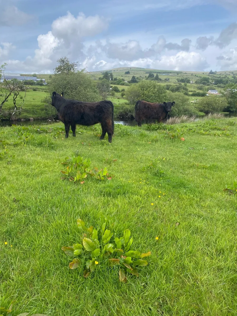 Galloway heifers - Image 2