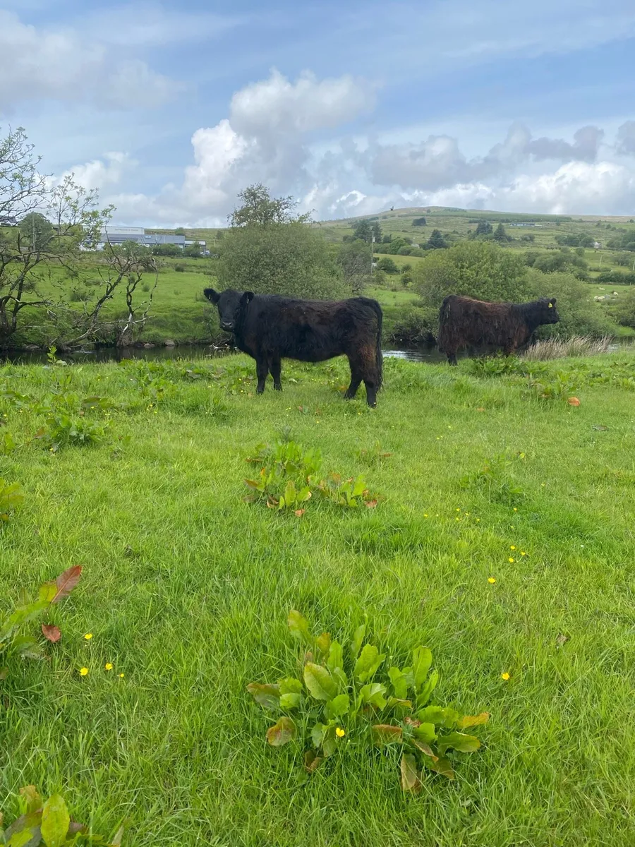 Galloway heifers - Image 3