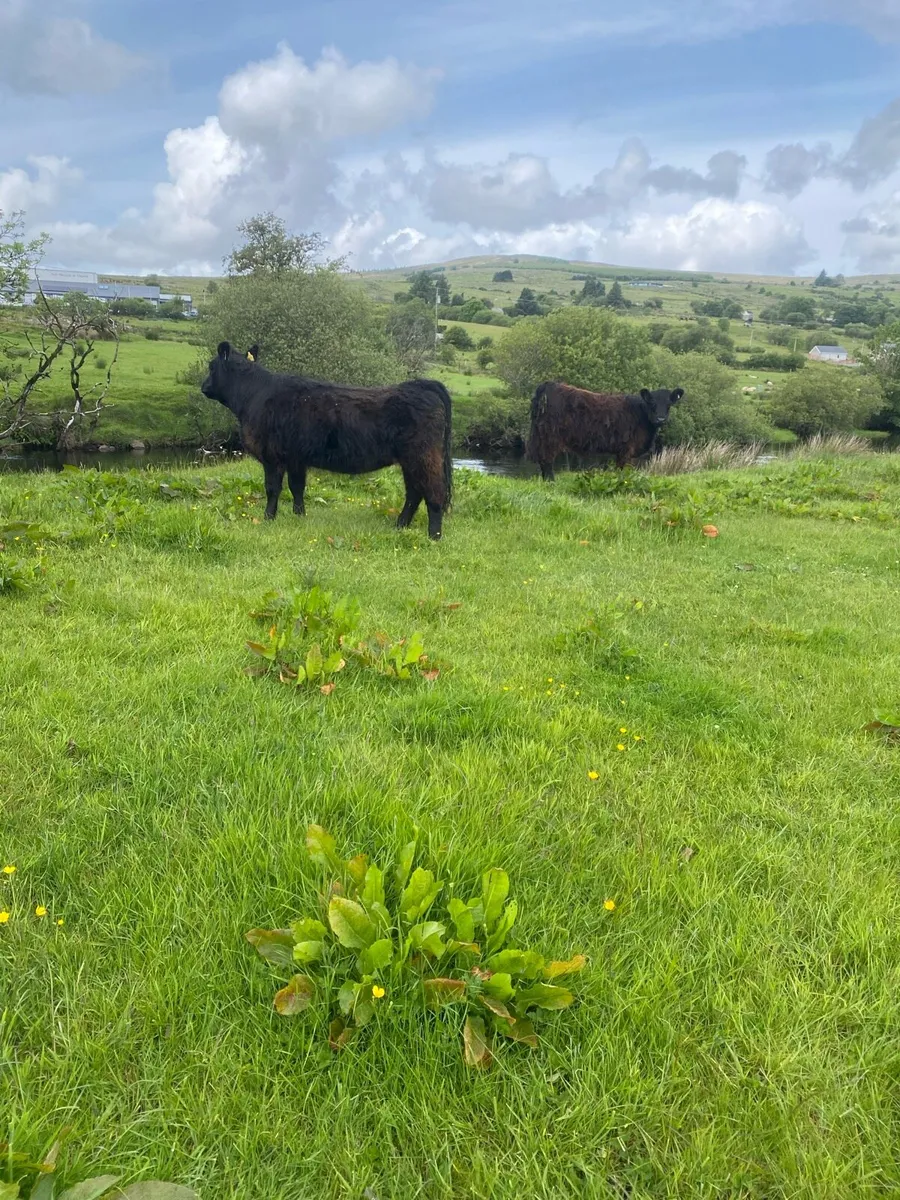 Galloway heifers - Image 4