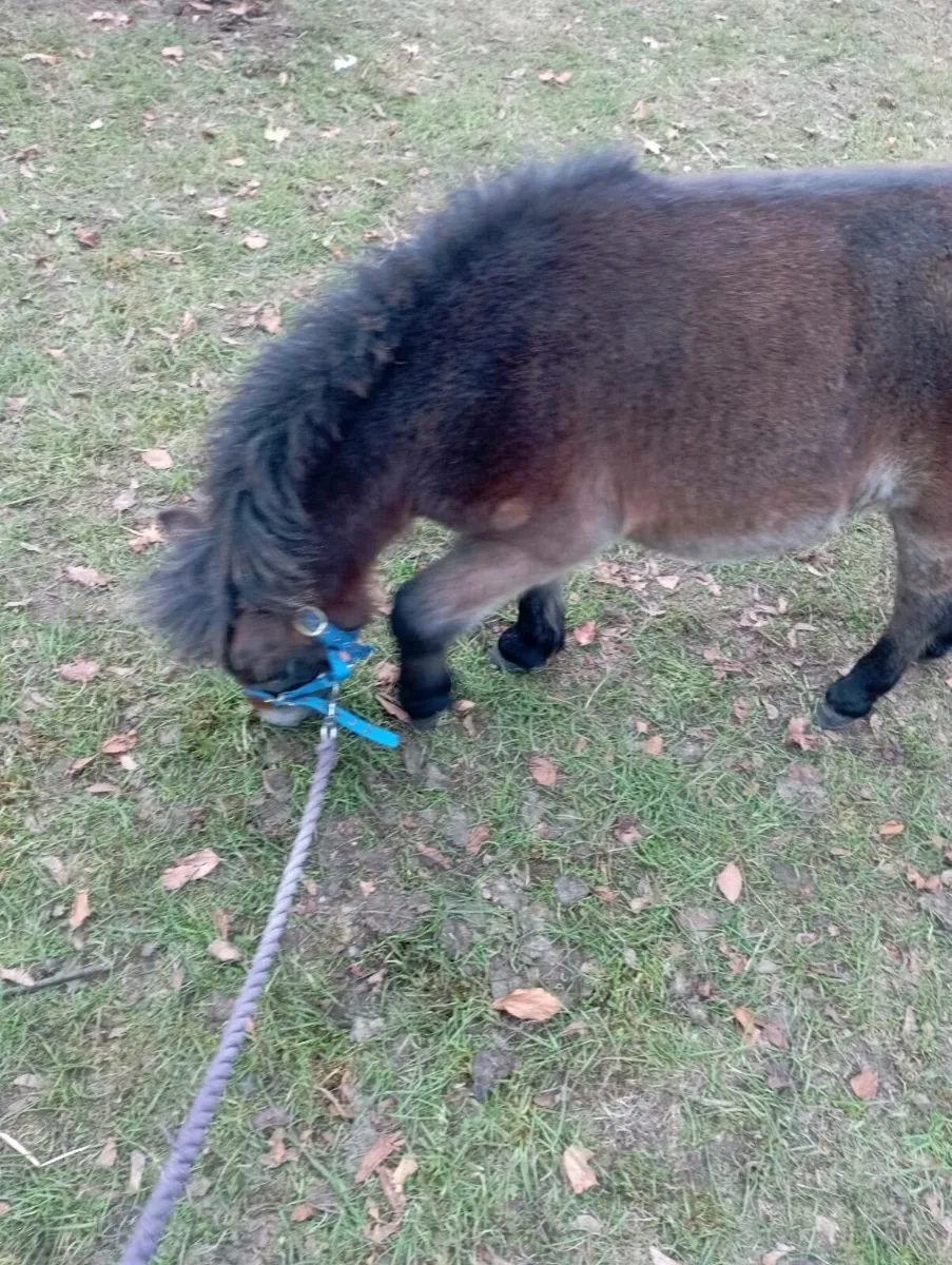 Miniature pony