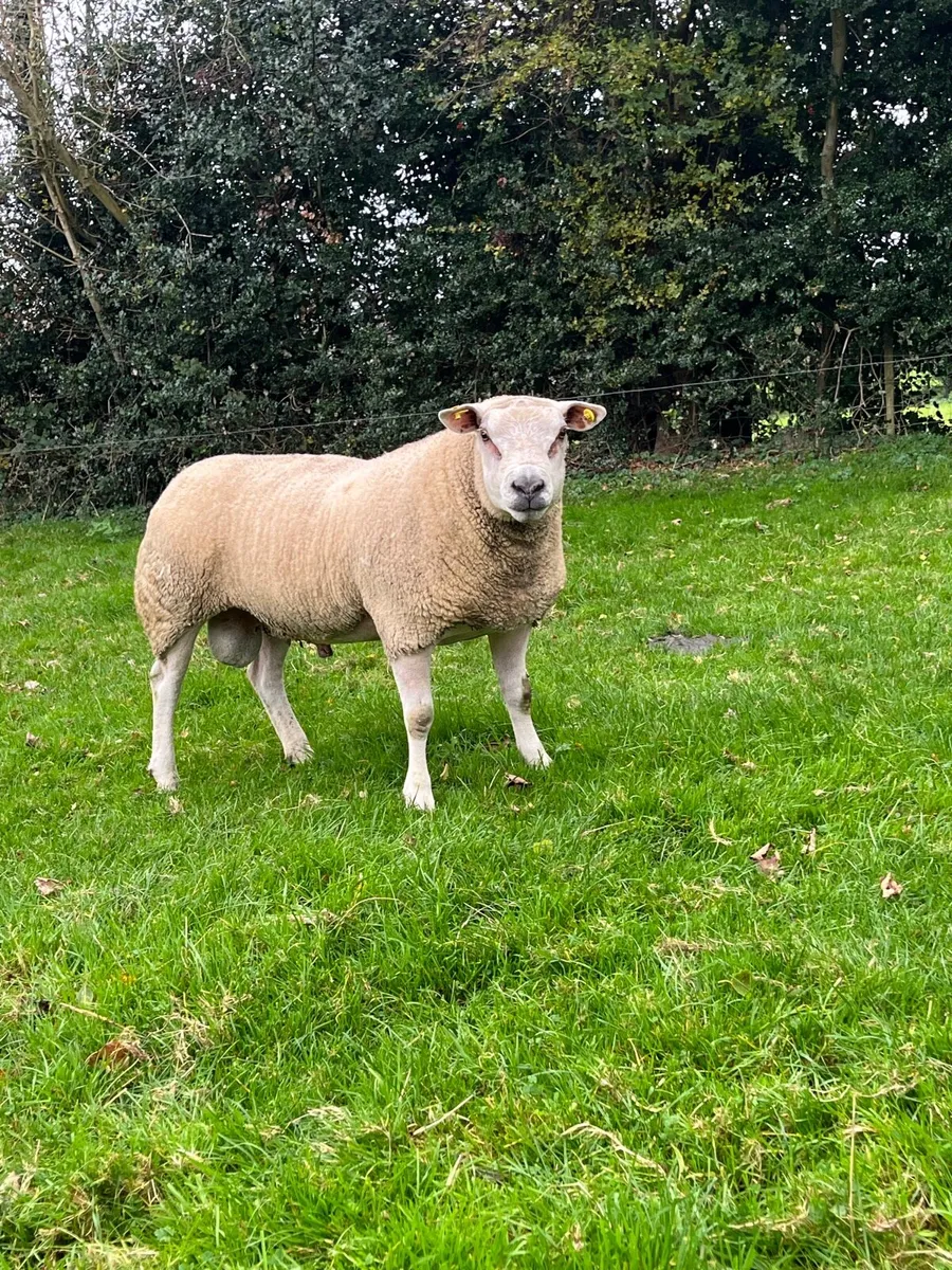 Super Chartex hogget ram - Image 1