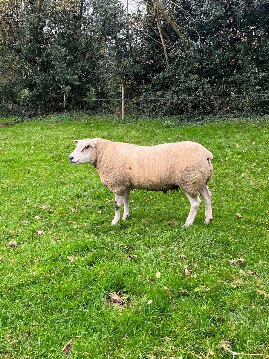 Super Chartex hogget ram - Image 2
