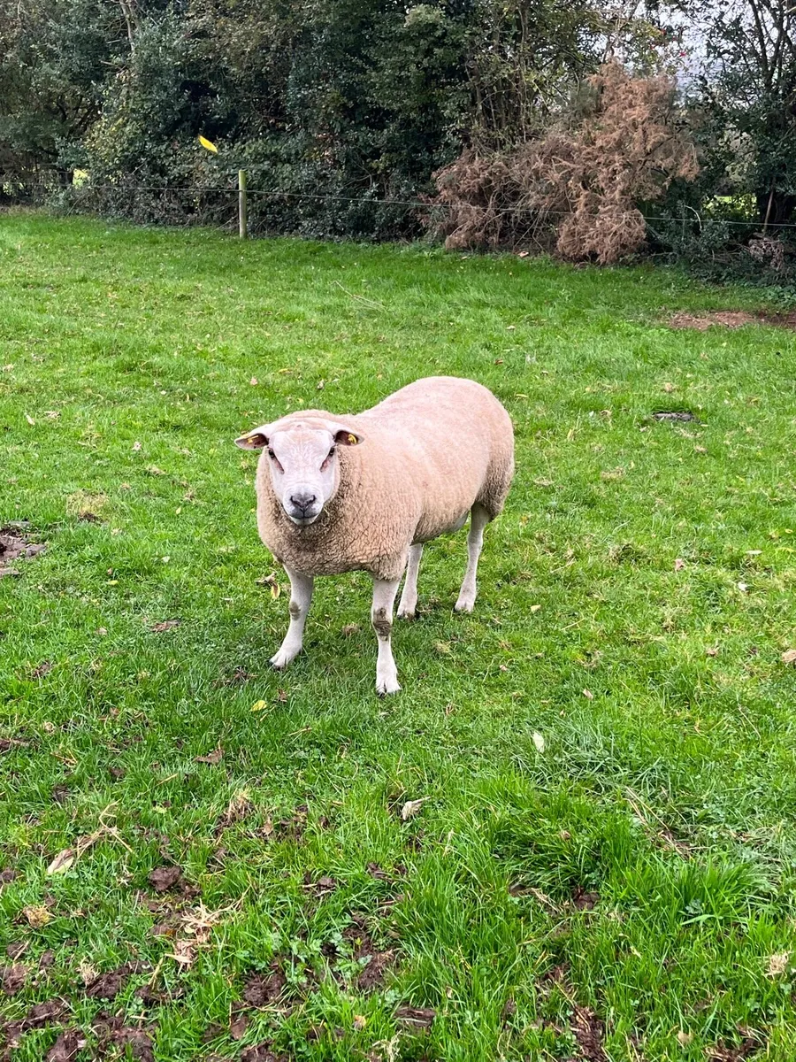Super Chartex hogget ram - Image 3
