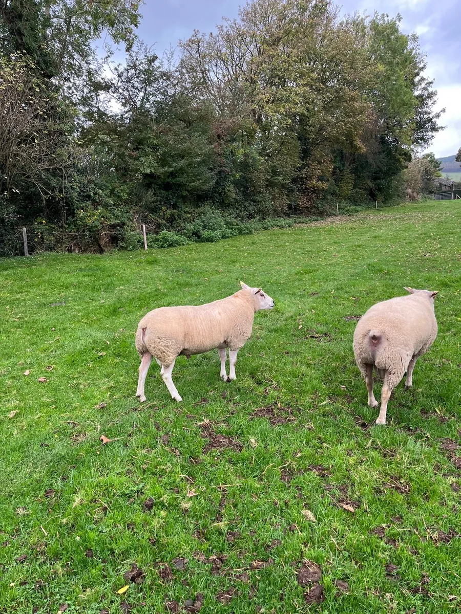 Super Chartex hogget ram - Image 4