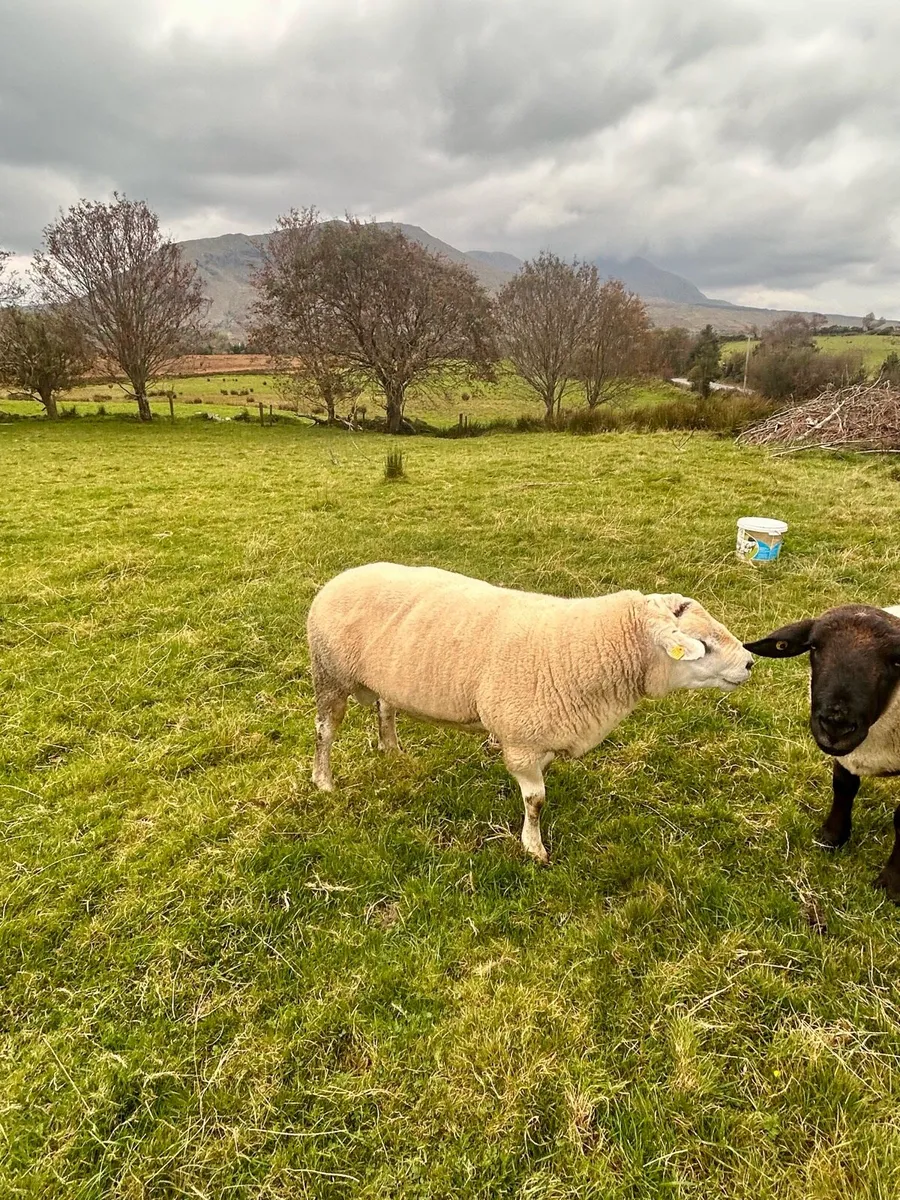 Texel Ram - Image 1